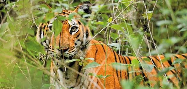 Jim Corbett and Rajaji National Park Tour