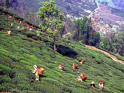 Discover Darjeeling & Gangtok