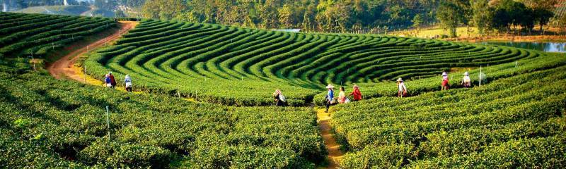 Discover Darjeeling & Gangtok