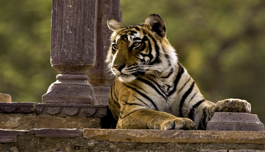 Yoga, Spiritual, Tigers with Golden Triangle