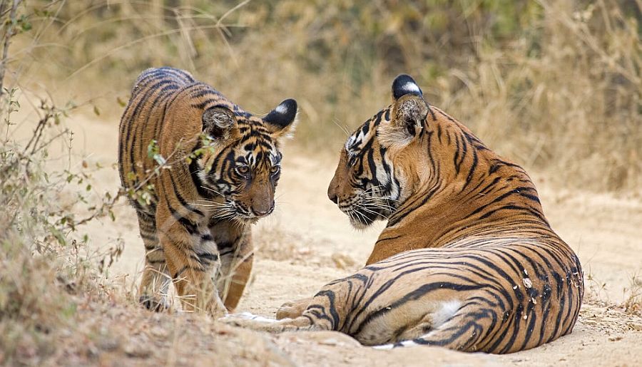 Yoga, Spiritual, Tigers with Golden Triangle