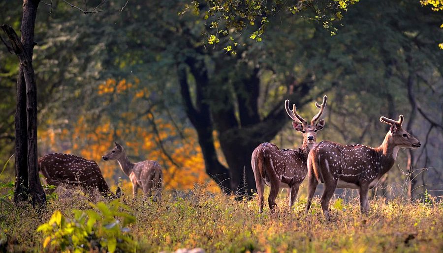 Wildlife and Safari