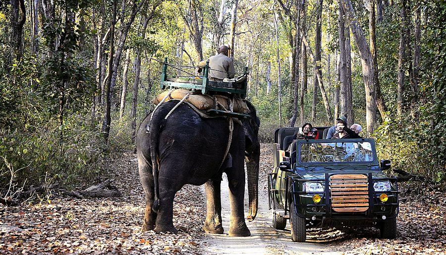 Wildlife and Safari