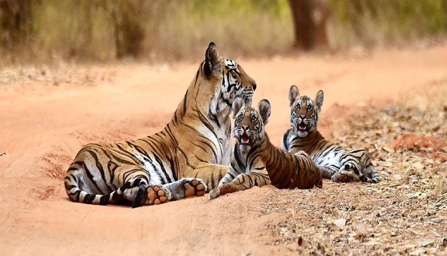 Wildlife and Safari