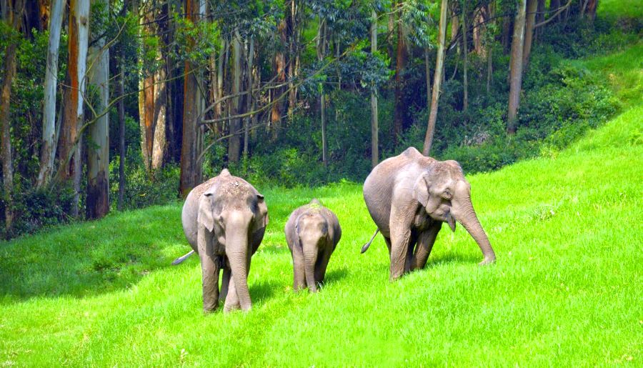 Kerala Luxury Tour Package