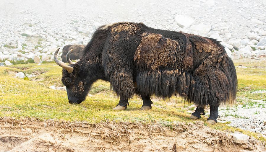 Ladakh - Unmatched Beauty of Nature