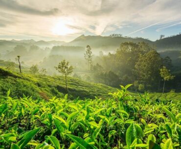 Munnar Kerala