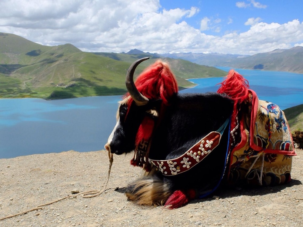 Yak Ride Tibet